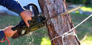 Best Tree Removal  in Atherton, CA