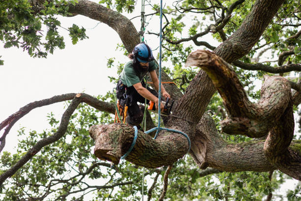 Best Tree Disease Treatment  in Atherton, CA