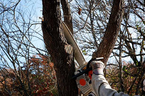 Best Storm Damage Tree Cleanup  in Atherton, CA