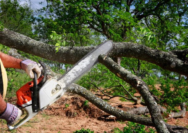 Best Commercial Tree Services  in Atherton, CA